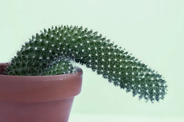 Un cactus flasque.