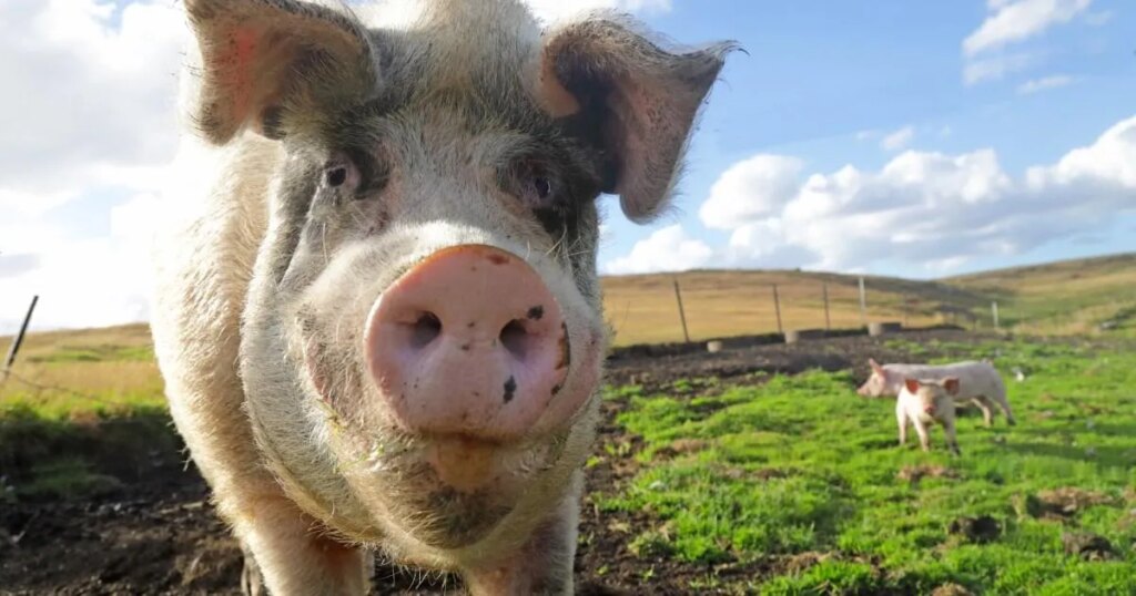 Vous pourriez sortir avec un « cochon gâté » – et vous êtes à blâmer