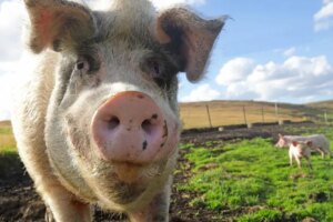 Vous pourriez sortir avec un « cochon gâté » – et vous êtes à blâmer
