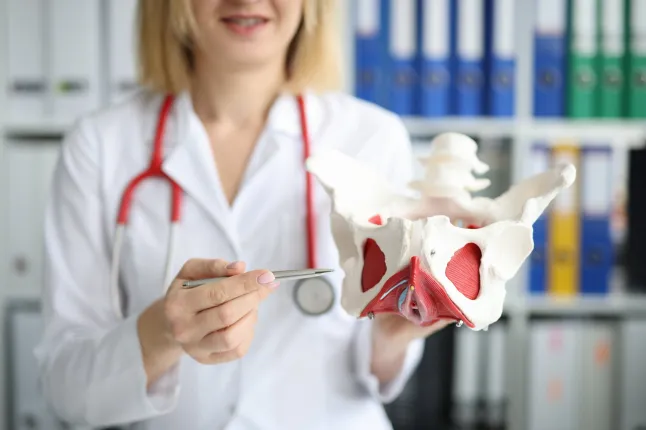 Médecin tenant un modèle du bassin et des muscles pelviens